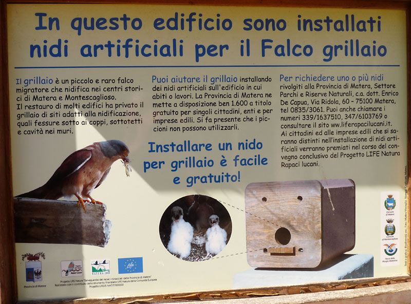 Il Falco Grillaio